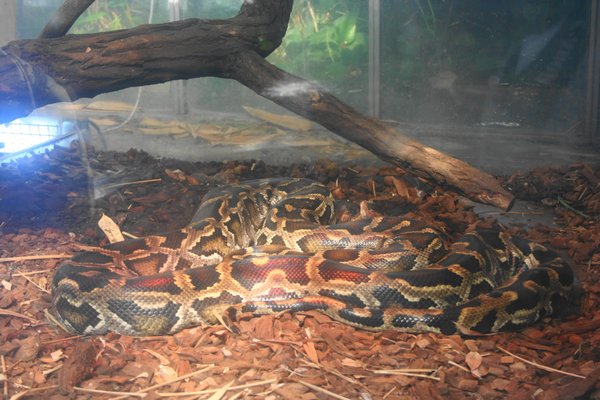 Palmiarnia Poznańska by null