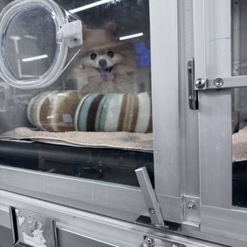 VEG ER for Pets - Emergency Pet Hospital Near Me - Shrewsbury, Massachusetts VEG ER for Pets - Emergency Pet Hospital Near Me - Shrewsbury, Massachusetts