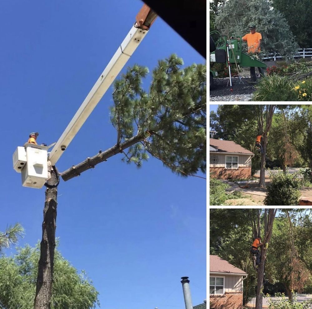 Jason Amos Tree Services - veterans service organization in Sparks, NV
