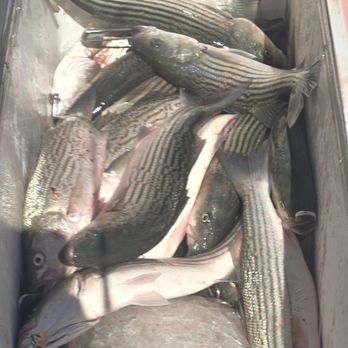 Blue Runner Sportfishing - Fishing Near Me - Sausalito, California