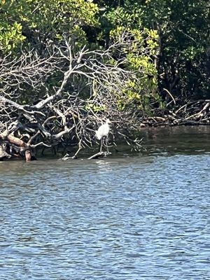 Rising Tide Explorers by null