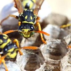 Precise Pest Control - Precise Pest Control