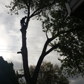 Terry's Tree Service - Tree Services Near Me