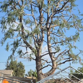 tree service - Perfectly trimmed pine - Tree Services Near Me tree service - Perfectly trimmed pine - Tree Services Near Me
