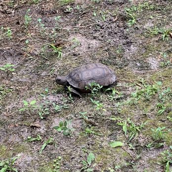 Jacksonville-Baldwin Rail-Trail - Hello me Turtle. - Hiking Near Me - Jacksonville, Florida Jacksonville-Baldwin Rail-Trail - Hello me Turtle. - Hiking Near Me - Jacksonville, Florida