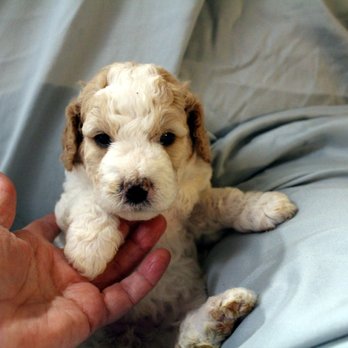 SouthernCaDoodles - 10/7/22 Mini female Labradoodle at 5 weeks. Call 213 291 8545 sgreely@gmail.com for more info. - Pet Breeders Near Me SouthernCaDoodles - 10/7/22 Mini female Labradoodle at 5 weeks. Call 213 291 8545 sgreely@gmail.com for more info. - Pet Breeders Near Me
