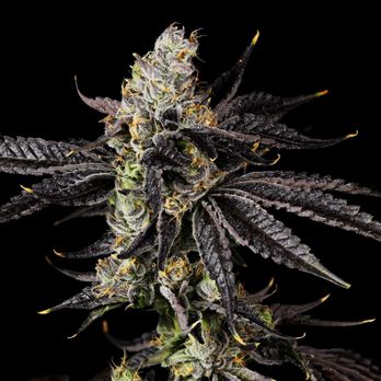 MUV Dispensary - Cannabis Clinics Near Me - Naranja, Florida MUV Dispensary - Cannabis Clinics Near Me - Naranja, Florida