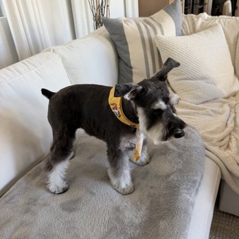 Pawlish Grooming - Pet Groomers Near Me - Las Vegas, Nevada Pawlish Grooming - Pet Groomers Near Me - Las Vegas, Nevada
