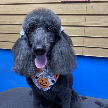 The Soapy Dog - Pet Groomers Near Me - Huntington Station, New York The Soapy Dog - Pet Groomers Near Me - Huntington Station, New York