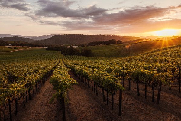 Lewis Cellars by null