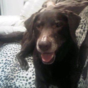 Creature ComFURts Pet Sitting - Our dog Java - Dog Walkers Near Me