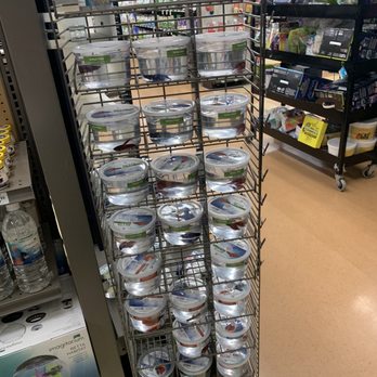 Petco - betta fish in tiny cups - Pet Stores Near Me - St Louis, Missouri