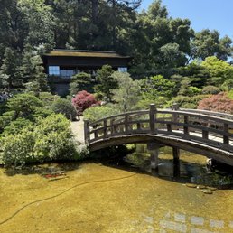 【kono garden】 Cornus kousa 'Lustgarten Weeping' | Cornus kousa 'Lustgarten