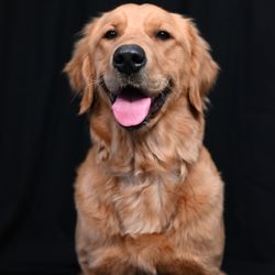 Southern Water Dogs