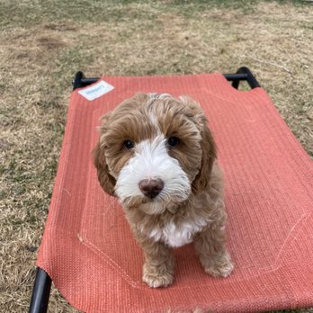 Oh So Fluffy Doodles - Pet Breeders Near Me