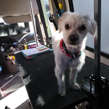 The Pampered Paw Mobile Grooming 2025