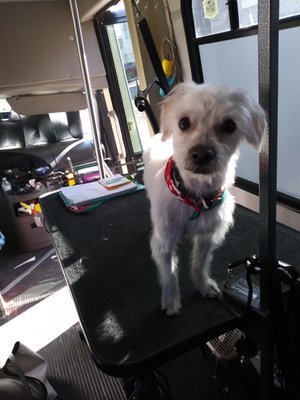 pampered paws mobile pet grooming