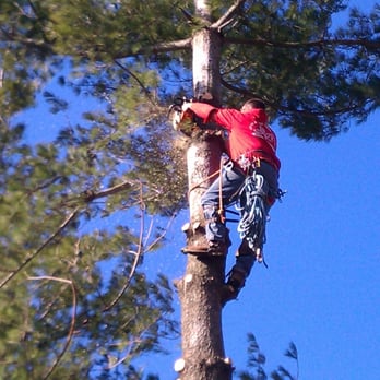 Out On A Limb Tree Care - Tree Services Near Me - Dover, Pennsylvania Out On A Limb Tree Care - Tree Services Near Me - Dover, Pennsylvania