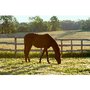 Antigo American Saddlebred Horses