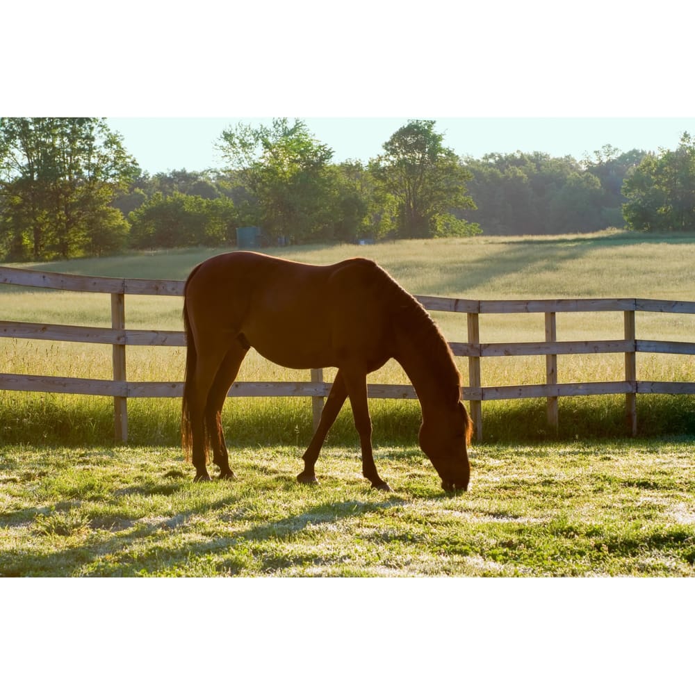 Antigo American Saddlebred Horses Image