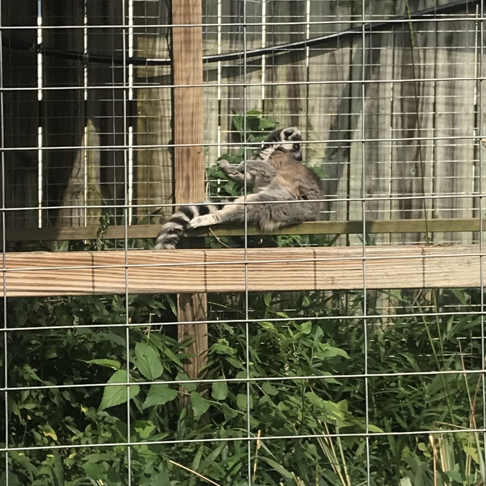 Luray Zoo - Ring-Tailed Lemur - Zoos Near Me - Luray, Virginia