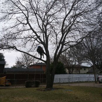 Gera's Tree Trimming - Before - Tree Services Near Me Gera's Tree Trimming - Before - Tree Services Near Me