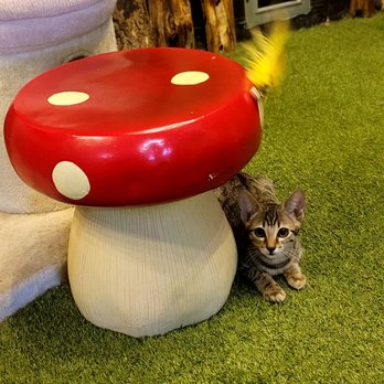 Sydney's Cat Lounge & Sanctuary - Pet Adoption Near Me - Austin, Texas