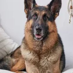 Alpena Veterinary Clinic - Ares  9yrs old