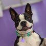 Photo of Playful Pooch