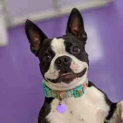 Playful Pooch