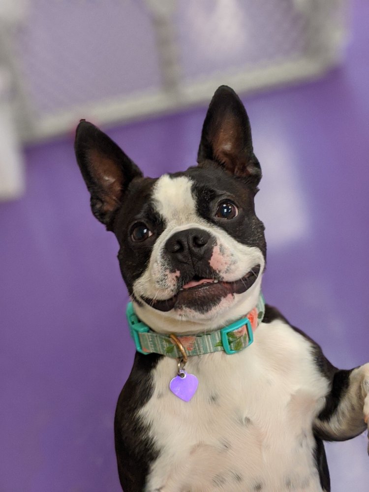 Playful Pooch - pet boarding facility in Mars, PA