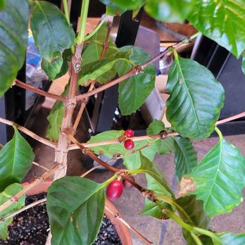 Conservatory For Coffee, Tea & Cocoa - Coffee & Tea Near Me - Culver City, California