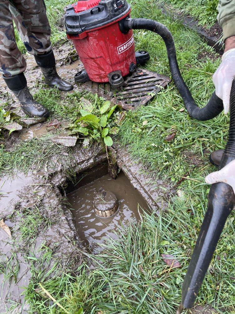 Slide of Pine Rooter