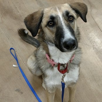 PetSmart - Puppy obedience grad photo. So proud - Pet Stores Near Me - Canoga Park, California PetSmart - Puppy obedience grad photo. So proud - Pet Stores Near Me - Canoga Park, California