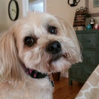 Petian - Peaches after.... - Pet Groomers Near Me - Fullerton, California Petian - Peaches after.... - Pet Groomers Near Me - Fullerton, California