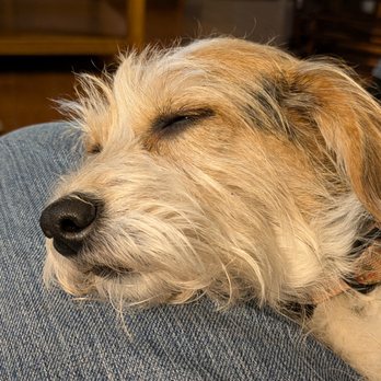 Biggs Pet Sitting Service - Pet Sitting Near Me - Ocean Springs, Mississippi Biggs Pet Sitting Service - Pet Sitting Near Me - Ocean Springs, Mississippi