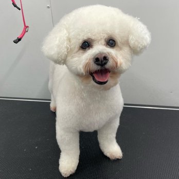 Shear Magic Mobile Pet Spa LLC - Pet Groomers Near Me Shear Magic Mobile Pet Spa LLC - Pet Groomers Near Me