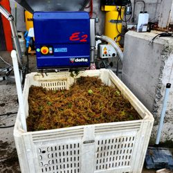 Making wine...going through the destemmer