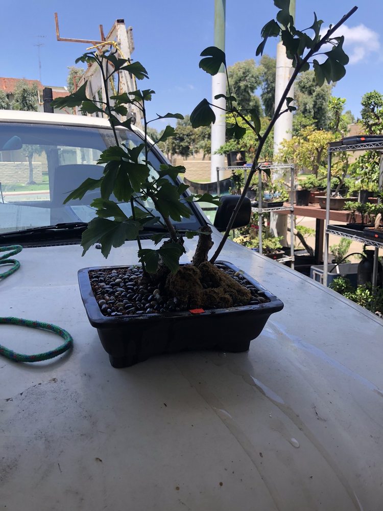 SAN DIEGO BONSAI SUPPLIES - 29 Photos - Nurseries & Gardening - 5255