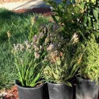 Greenfield Nursery - Nurseries & Gardening Near Me - San Martin, California Greenfield Nursery - Nurseries & Gardening Near Me - San Martin, California