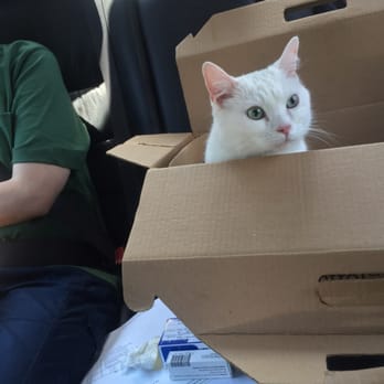 Bensonhurst Veterinary Care - Alaska on his way home from vet - Veterinarians Near Me - Brooklyn, New York Bensonhurst Veterinary Care - Alaska on his way home from vet - Veterinarians Near Me - Brooklyn, New York