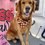 Sassy Paws Mobile Pet Salon