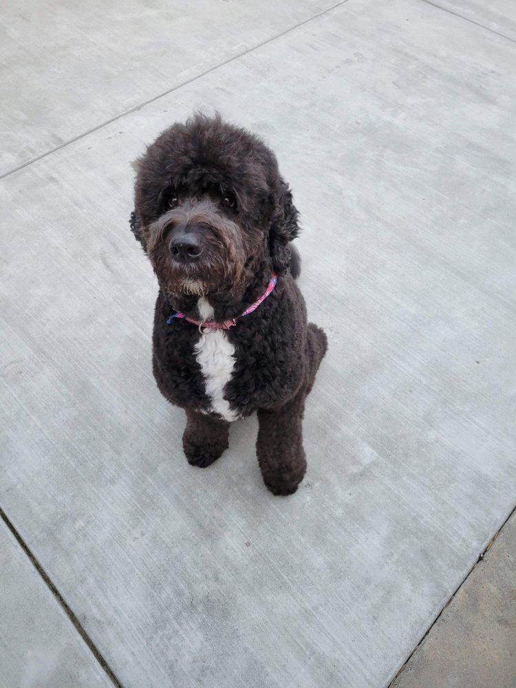 WOODWARD BARK DOG SPA Updated October 2024 1133 E Champlain Dr