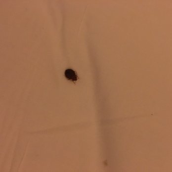 Econo Lodge - Bedbug if you haven't see them before - Hotels Near Me - Somers Point, New Jersey Econo Lodge - Bedbug if you haven't see them before - Hotels Near Me - Somers Point, New Jersey