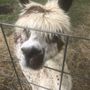 Photo of Shenandoah Animal Hospital
