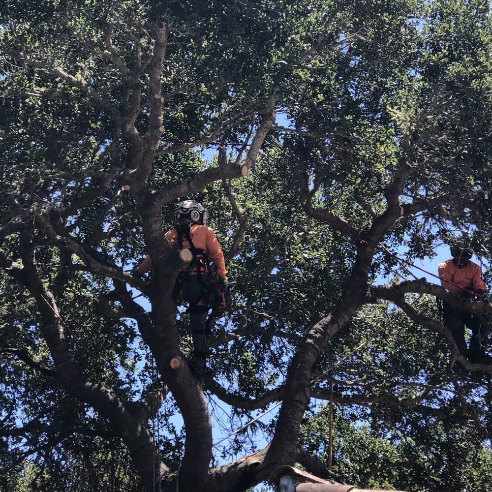 AAA Arbor First - Tree Services Near Me - Morro Bay, California AAA Arbor First - Tree Services Near Me - Morro Bay, California