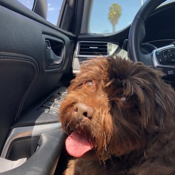 Perfect Pet Salon - Before: a fluffy mess - Pet Groomers Near Me - Concord, California Perfect Pet Salon - Before: a fluffy mess - Pet Groomers Near Me - Concord, California