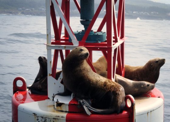 Whale's Tail Charters by null