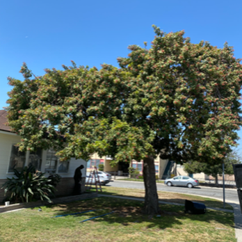 Al’s Tree Care - Tree Services Near Me Al’s Tree Care - Tree Services Near Me