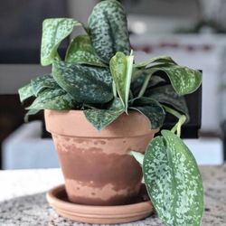 Root to Rise Plant